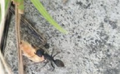 《上天的蚂蚁》教案