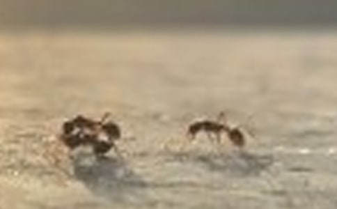 小班语言逗蚂蚁教案