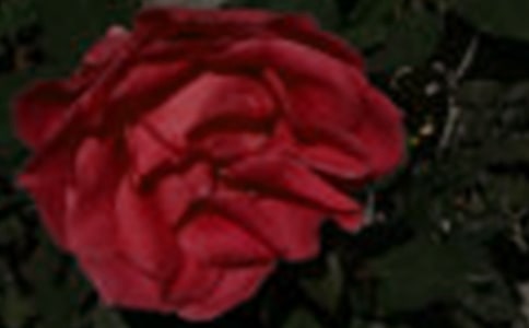 《玫瑰公主》读后感