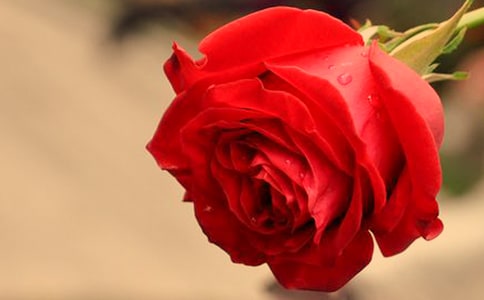 《小鹿的玫瑰花》教学设计15篇