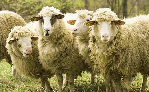 《可爱的小绵羊》小班教案