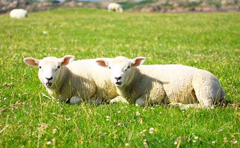 �������С��������