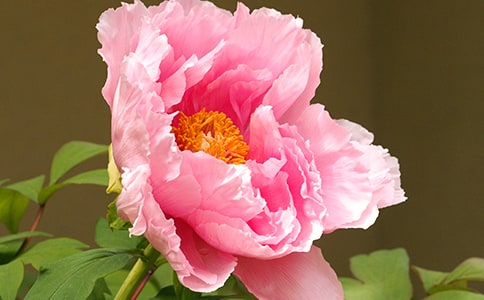 《牡丹亭》优秀观后感