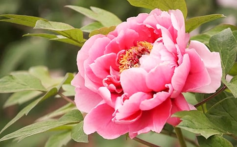 牡丹江市肥料买卖合同