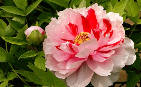 ��ĵ��ͤ�������