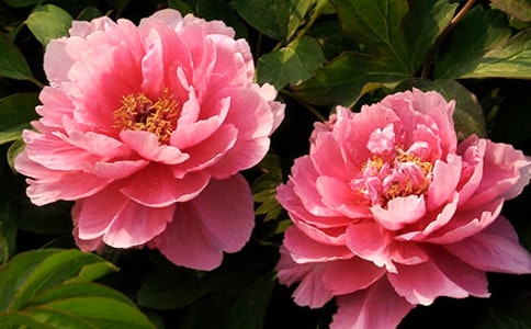 读《牡丹的拒绝》有感