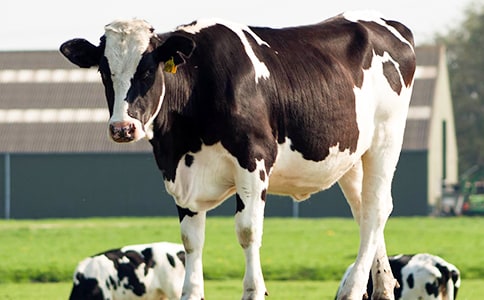 奶牛买卖合同(优选)