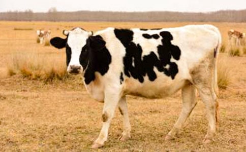 ��ţ�����ͬ