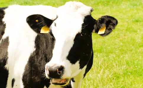 ������ţ������ͬ��