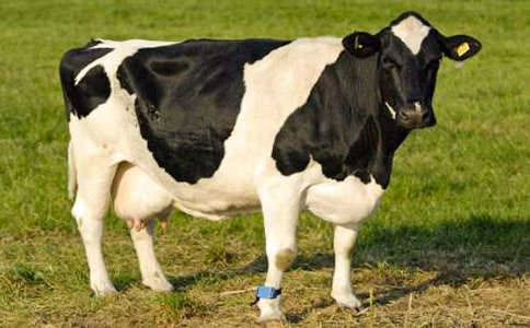 ��ţѡ����ͬ����