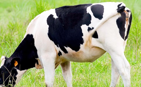 ��ţ�����ͬ[�Ƽ�]