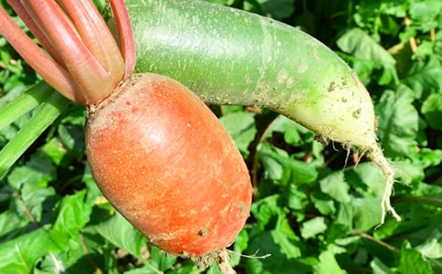 ũ���ֲ߻���(15ƪ)