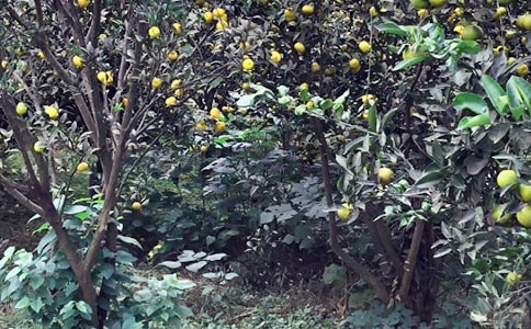 ũ���ֲ߻���12ƪ