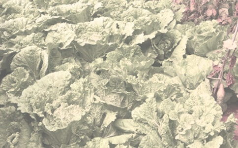 ũ��������������ͬ(����15ƪ)