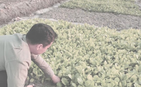 农作物买卖合同