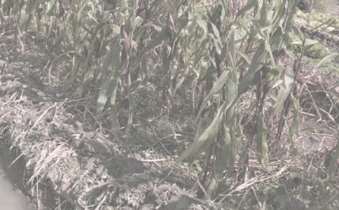 农作物种子买卖合同【精】