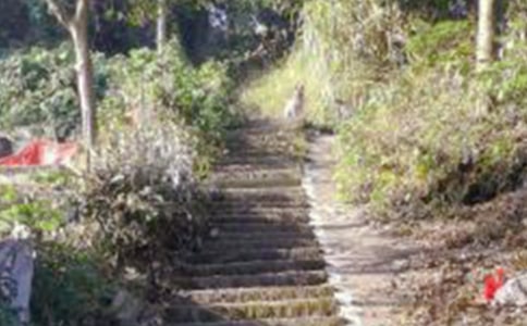 ��ɽ���ĽŽ�ѧ���15ƪ