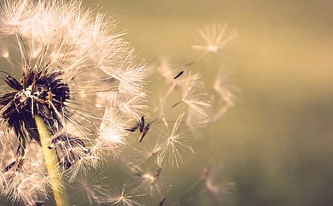 蒲公英教学设计