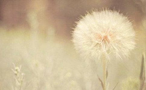 《蒲公英》教学反思