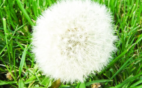 《蒲公英的梦》教学反思