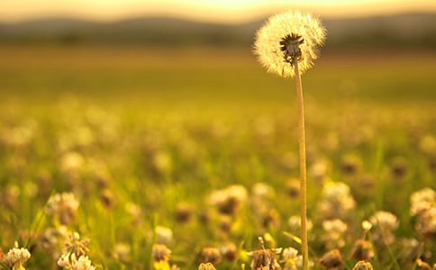 ���ѹ�Ӣ�������