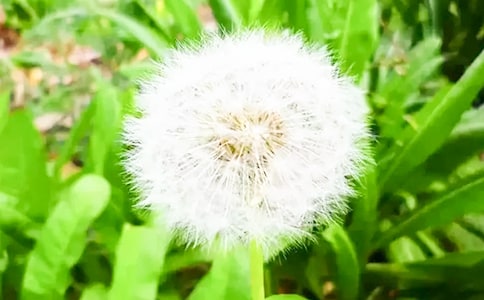 《蒲公英》的教学反思