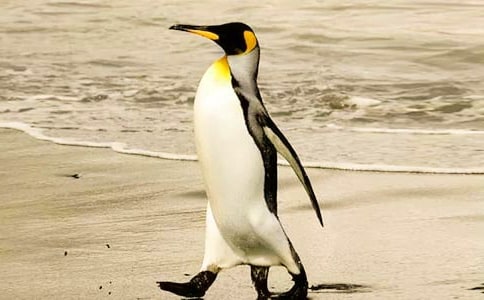 波普先生的企鹅观后感