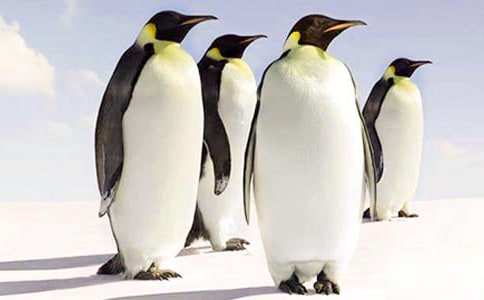 《帝企鹅日记》观后感