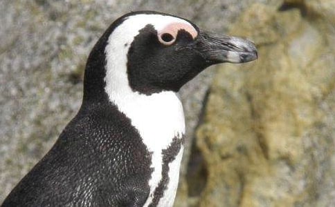 《帝企鹅日记》观后感