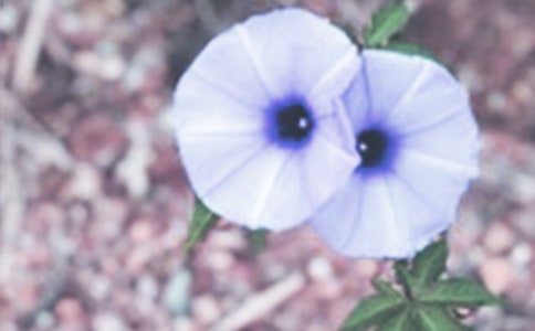 ����ʺ�ǣţ���̰�