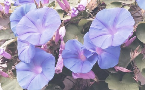 ��ǣţ�����̰�