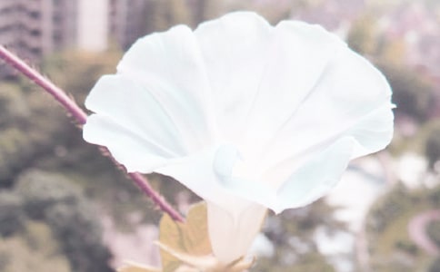 牵牛花大班教案