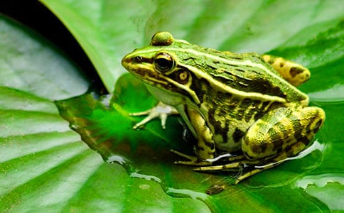 �а����ԡ�С���ܵĽ������̰�