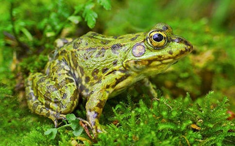 ����׽����̰�