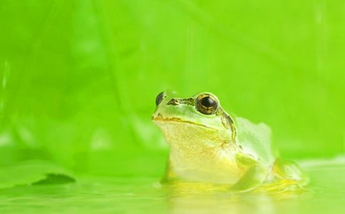 中班体育教案快乐的小青蛙