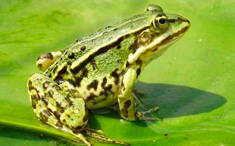 《青蛙写诗》教学设计