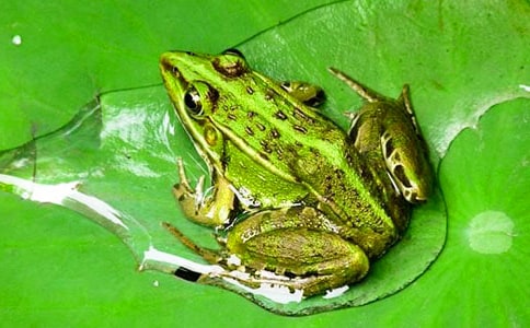 �аཡ������Ϸˮ�̰� 