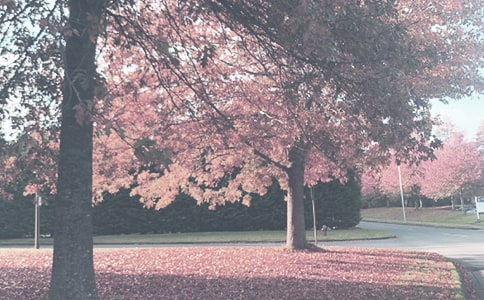 �＾Сѧ���̵��������ƻ�