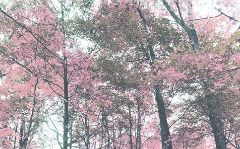 秋季学期中学教导处教学工作计划