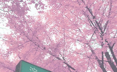 Сѧ�＾�����ƻ�