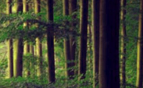 �����ɭ�֡��ۺ��15ƪ