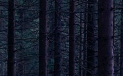 ���ɭ�ֹۺ�С�ͨ�á�