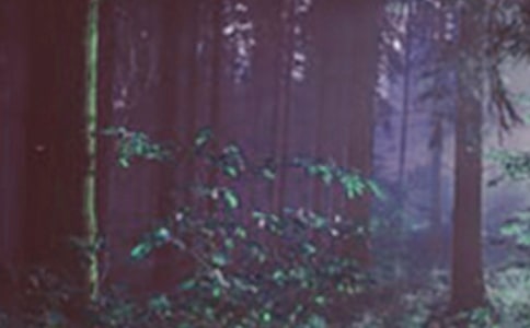 ���ȡ�ɭ�ֱ������