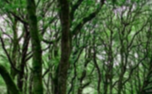 �����㡿ɭ�ֱ������15ƪ