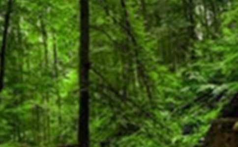 Сѧɭ�ַ���̰�