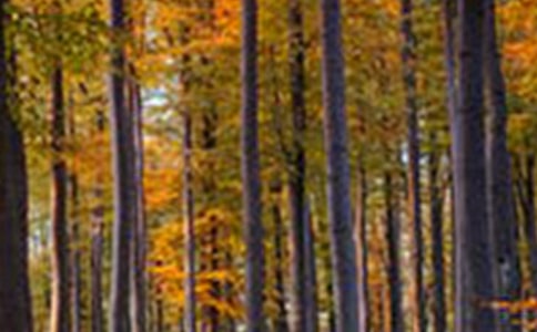 ��Ų����ɭ�֡������