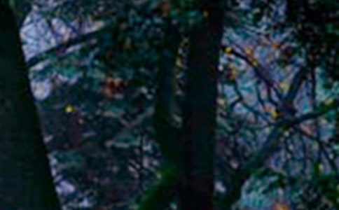 ���ɭ�ֹۺ��10ƪ