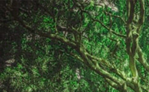 �а�ɭ�ַ���̰�