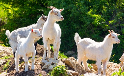 ��ɽ�򲻳����òݡ��Ķ����