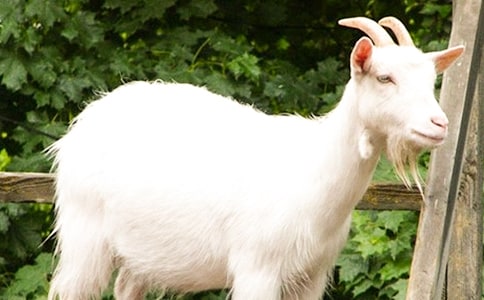 ɽ�򲻳����òݶ����